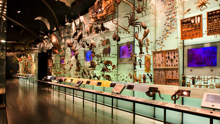 生物标本的历史展厅设计